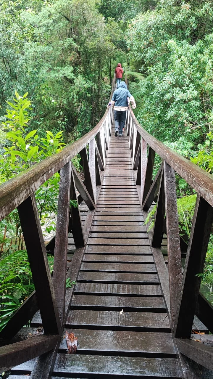 Persona caminando en el bosque patagónico